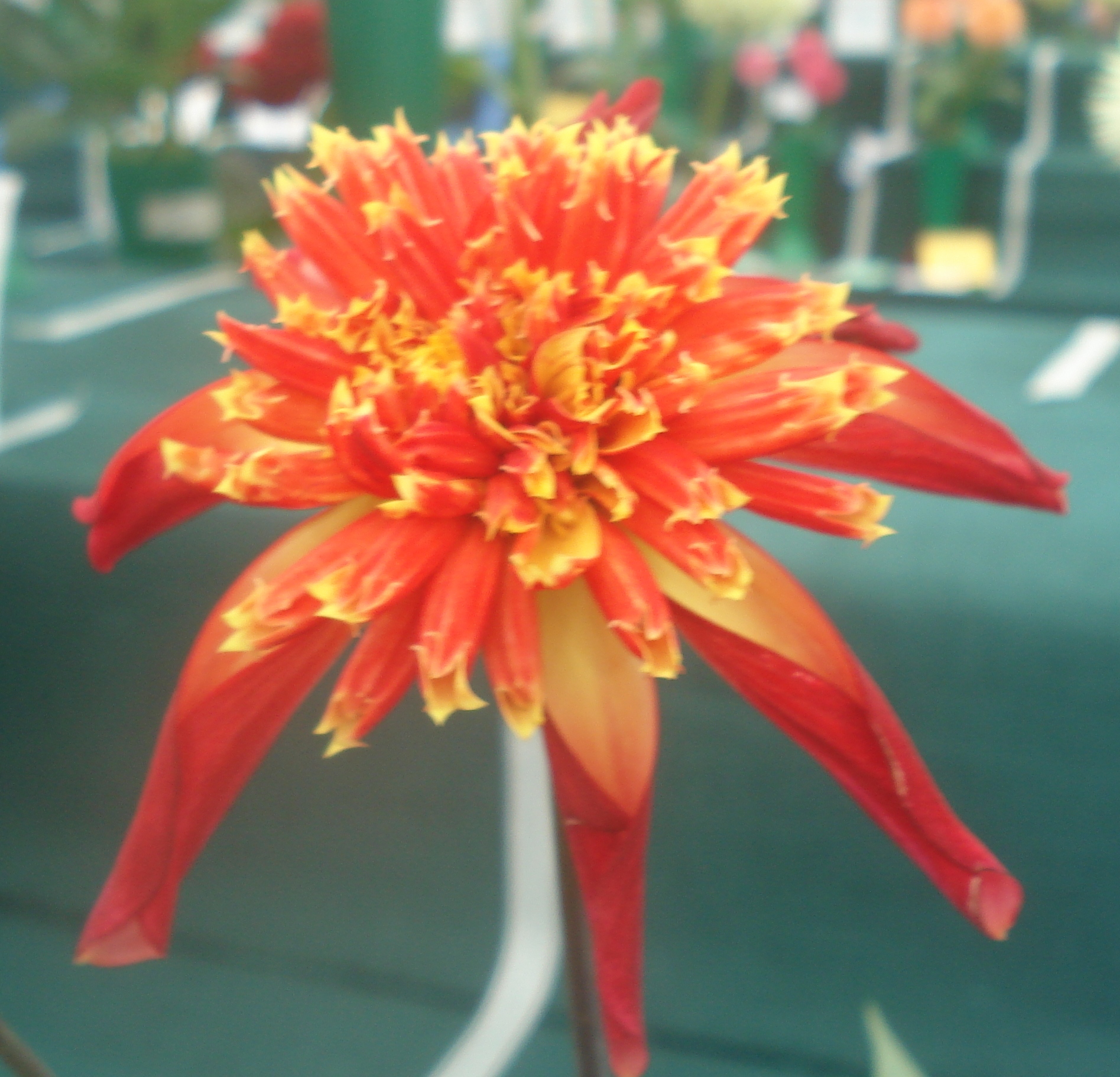 Octopus Sparkle.jpg (7848 bytes)